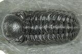 Detailed Morocops Trilobite - Preserved Eye Facets #322267-1